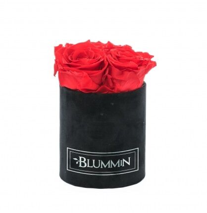 XS BLUMMiN - black velvet box with 3 VIBRANT RED roses, sleeping roses